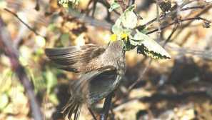 Вампир птица или уютна земна макара